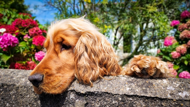 Vakantie met hond omheinde tuin